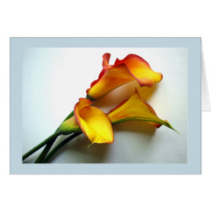 Mango Kleurige Calla lelie Foto voor elke gelegenh
