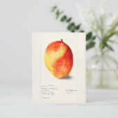 Mango (Mangifera Indica) Waterverf van fruit Briefkaart (Staand voorkant)