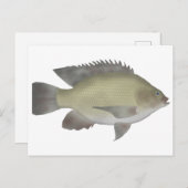 Mango Tilapia Briefkaart (Voorkant / Achterkant)