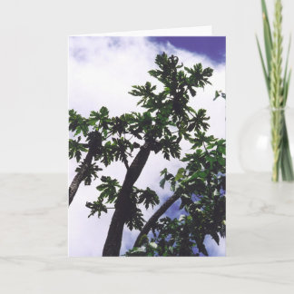 Mango Tree Kaart