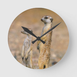 Mangoesten (Suricata Suricatta) schildwachten, Kar Ronde Klok