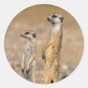 Mangoesten (Suricata Suricatta) schildwachten, Kar Ronde Sticker