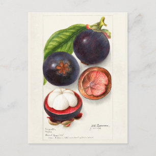 Mangosteens (Garcinia Mangostana) Vruchtenschilder Briefkaart