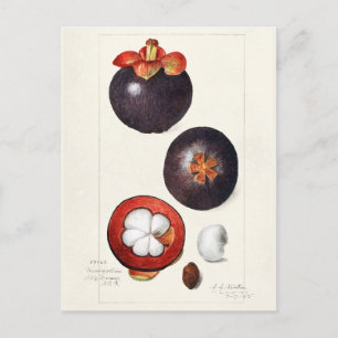 Mangosteens (Garcinia Mangostana) Vruchtenschilder Briefkaart