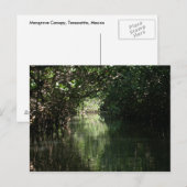 Mangrove Canopy, Tenacatita, Mexico Briefkaart (Voorkant / Achterkant)