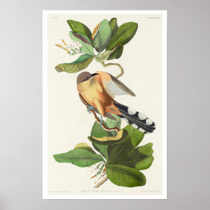 Mangrove Cuckoo door het Poster van Audubon