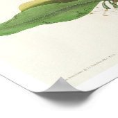 Mangrove Cuckoo par Audubon Poster (Coin)