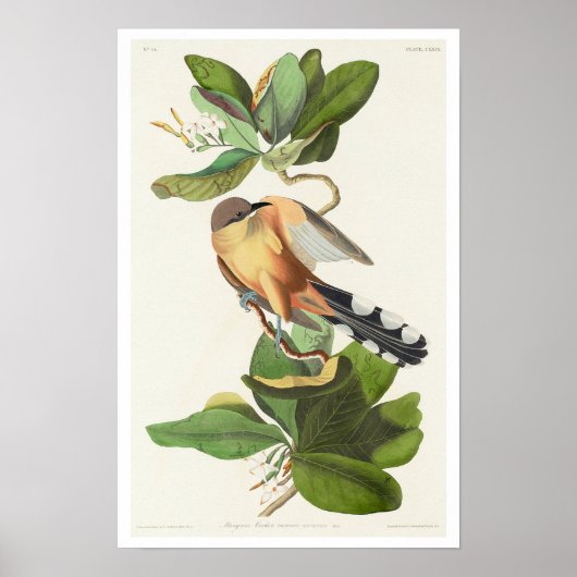 Mangrove Cuckoo par Audubon Poster (Devant)