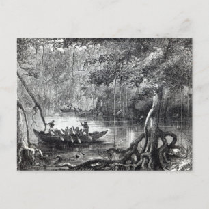 Mangrove Forest'' Briefkaart