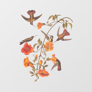 Mangrove Hummingvogels met Oranje trompetbloemen Raamsticker