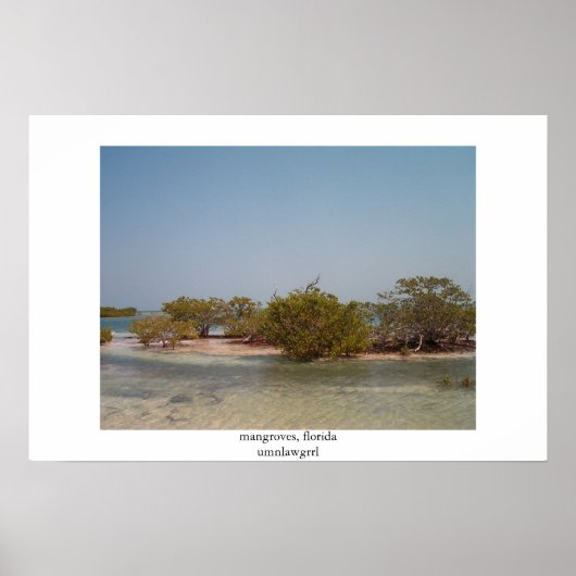 mangroves , florida poster (Voorkant)