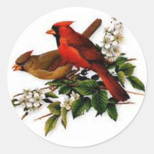 Mannelijk en Vrouw kardinaal op een bloeiende tak Ronde Sticker