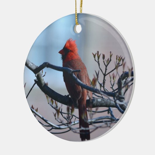 Mannelijk kardinaal Ornament (Links)