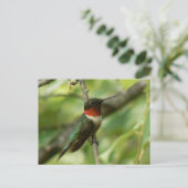 Mannelijk Ruby-throated Hummingbird Briefkaart. Briefkaart (Staand voorkant)