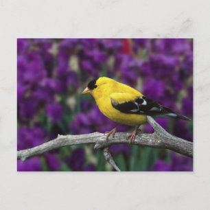 Mannelijke, Amerikaanse Goudvink in zomerveren, Briefkaart