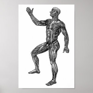 Mannelijke Anatomie-spieren Medische Wetenschapsku Poster