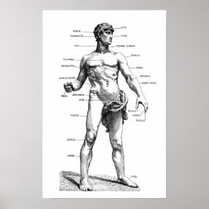 Mannelijke anatomie - voorzijde poster