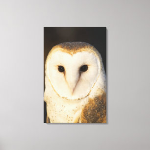 Mannelijke Barn Owl (Tyto alba), Verenigde Staten Canvas Afdruk