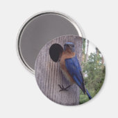 Mannelijke Bluebird Magnet Magneet (Voorkant / Achterkant)