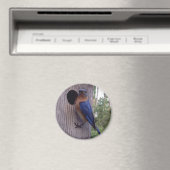 Mannelijke Bluebird Magnet Magneet (Insitu (Vaatwasser))