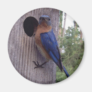 Mannelijke Bluebird Magnet Magneet