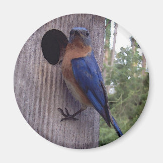 Mannelijke Bluebird Magnet Magneet