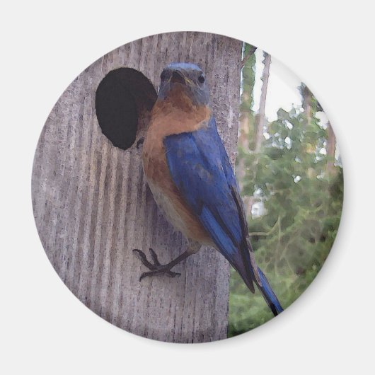 Mannelijke Bluebird Magnet Magneet (Voorkant)
