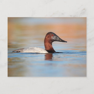 Mannelijke Canvasback-eend Briefkaart
