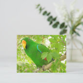 Mannelijke Eclectus Parrot Briefkaart (Staand voorkant)