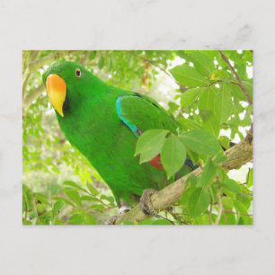 Mannelijke Eclectus Parrot Briefkaart