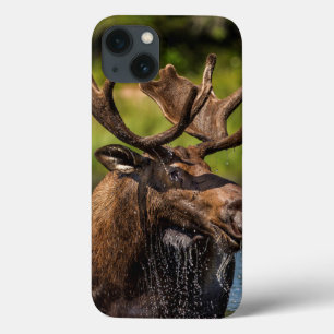 Mannelijke eland die voert in Glacier National Par iPhone 13 Hoesje