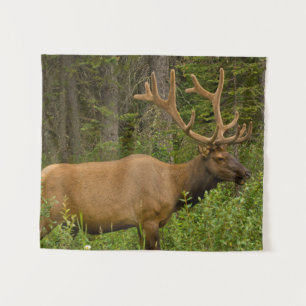 Mannelijke Eland Nationaal Park Banff, Alberta, Wandkleed