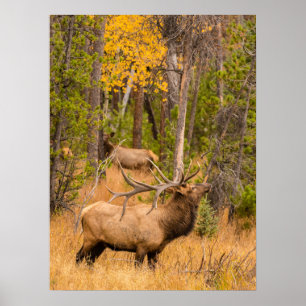 Mannelijke eland Rocky Mountain National Park, C Poster
