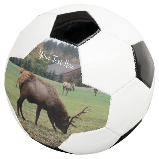 Mannelijke Elk Antlers die grazen in Grass Barn Fo Voetbal (Drie kwart)