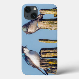 Mannelijke en vrouwelijke Boomzwaluw iPhone 13 Hoesje