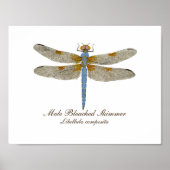 Mannelijke gebleekte Skimmer Dragonfly Poster (Voorkant)