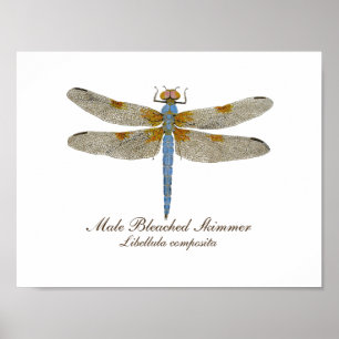 Mannelijke gebleekte Skimmer Dragonfly Poster