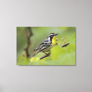 Mannelijke Geelkeelzanger, Dendroica Canvas Afdruk