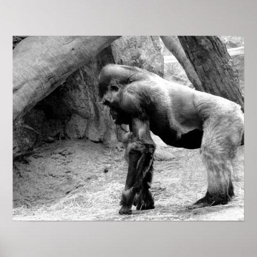 Mannelijke Gorilla Profiel in zwart-wit Poster (Voorkant)