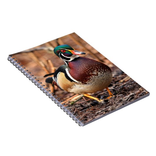 Mannelijke Hout Duck in de Bossen Notitieboek (Rechterzijde)