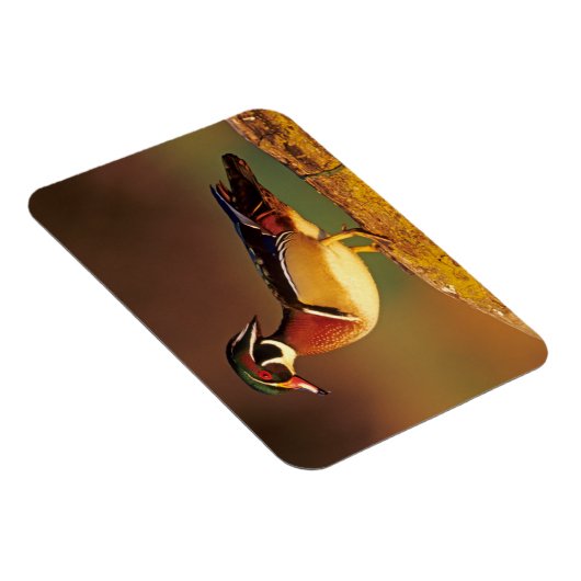 Mannelijke houteend, Illinois Magneet (Rechterzijde)