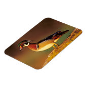 Mannelijke houteend, Illinois Magneet (Linkerzijde)