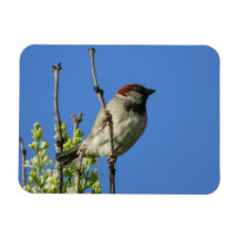 Mannelijke Huismus in de Zomer Magneet