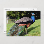Mannelijke Indiase peafowl Briefkaart (Voorkant / Achterkant)