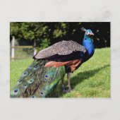 Mannelijke Indiase peafowl Briefkaart (Voorkant)