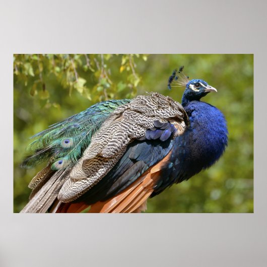 Mannelijke Indiase peafowl Poster (Voorkant)
