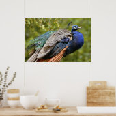 Mannelijke Indiase peafowl Poster (Keuken)
