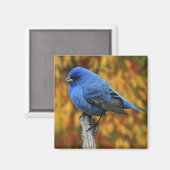 Mannelijke Indigo Bunting, Passerina cyanea Magneet (Voorkant / Achterkant)