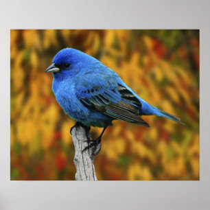 Mannelijke Indigo Bunting, Passerina cyanea Poster