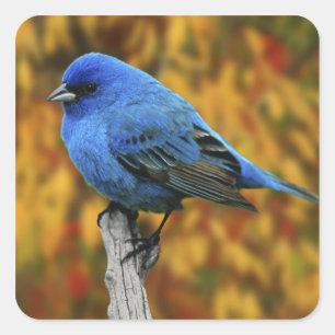 Mannelijke Indigo Bunting, Passerina cyanea Vierkante Sticker